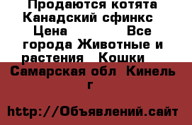 Продаются котята Канадский сфинкс › Цена ­ 15 000 - Все города Животные и растения » Кошки   . Самарская обл.,Кинель г.